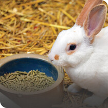 Small Pet Food
