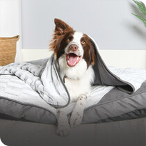Dog Beds & Blankets