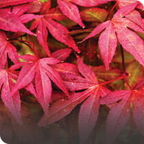 Ornamental Trees