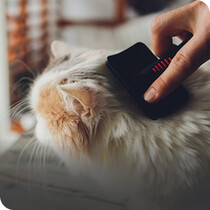 Kitten Grooming