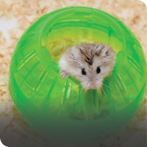 Small Pet Toys
