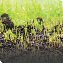 Grass Seeds