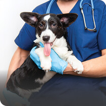 Dog Healthcare
