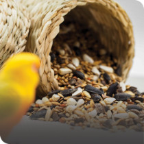 Bird Food & Treats
