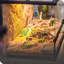 Reptile Vivariums
