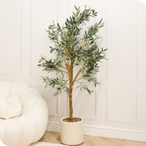 Potted Ferns, Trees & Shrubs