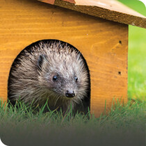 Hedgehog Houses & Care