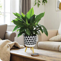 Indoor Pots & Planters