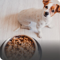 Dog Wet Food