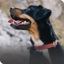 Dog Collars